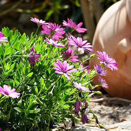 In Megalochori With Private Pool 别墅 梅加洛克里